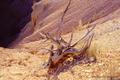 Opfer der rasanten Erosion im Bryce Canyon